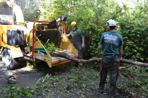 tree services Cumming